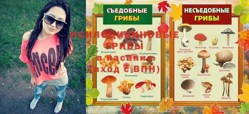 как найти закладки  Злынка  Галлюциногенные грибы Cubensis 